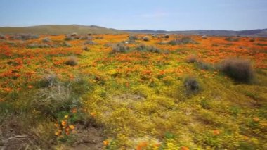 Poppy Flowers Hava Çekimi Süper Bloom Antilop Vadisi Kaliforniya ABD