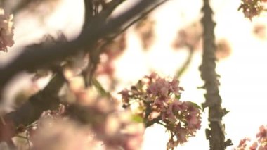 Kiraz Çiçeği Dolly ve Pan Yumuşak Odaklı Güneş Işığı İlkbahar sezonunda Japonya