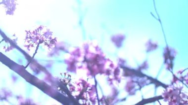 Kiraz Çiçeği Dolly ve Pan Yumuşak Odaklı Güneş Işığı İlkbahar sezonunda Japonya