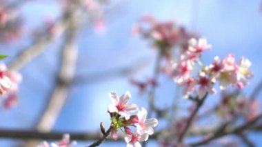 Kiraz Çiçeği Dolly ve Pan Yumuşak Odaklı Güneş Işığı İlkbahar sezonunda Japonya