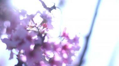 Kiraz Çiçeği Dolly ve Pan Yumuşak Odaklı Güneş Işığı İlkbahar sezonunda Japonya