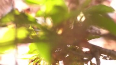 Kiraz Çiçeği Dolly ve Pan Yumuşak Odaklı Güneş Işığı İlkbahar sezonunda Japonya