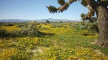 Joshua Tree Mojave Çöl Çekimi Çiçek Süper Çiçeği Kaliforniya ABD