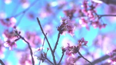 Kiraz Çiçeği Dolly ve Pan Yumuşak Odaklı Güneş Işığı İlkbahar sezonunda Japonya