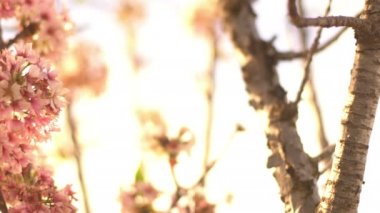 Kiraz Çiçeği Dolly ve Pan Yumuşak Odaklı Güneş Işığı İlkbahar sezonunda Japonya