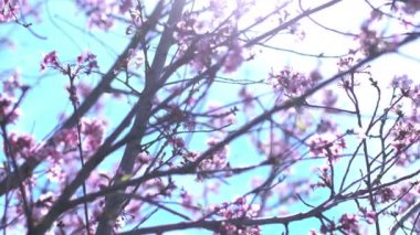 Kiraz Çiçeği Dolly ve Pan Yumuşak Odaklı Güneş Işığı İlkbahar sezonunda Japonya