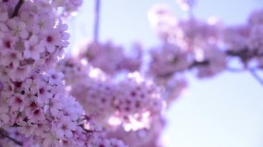 Kiraz Çiçeği Günışığı Dolly ve Pan Yumuşak Odaklanma İlkbahar sezonunda Japonya