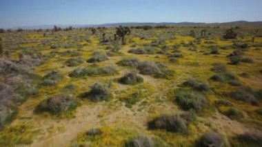 Joshua Tree Mojave Çöl Çekimi Çiçek Süper Çiçeği Kaliforniya ABD