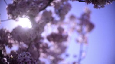 Kiraz Çiçeği Günışığı Dolly ve Pan Yumuşak Odaklanma İlkbahar sezonunda Japonya