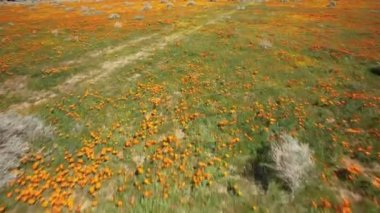 Poppy Flowers Hava Çekimi Süper Bloom Antilop Vadisi Kaliforniya ABD