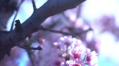 Kiraz Çiçeği Dolly ve Pan Yumuşak Odaklı Güneş Işığı İlkbahar sezonunda Japonya