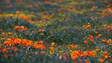 Antilop Vadisi Kaliforniya 'da Gelincik Çiçekleri Süper Açtı