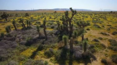 Joshua Tree Mojave Çöl Çekimi Çiçek Süper Çiçeği Kaliforniya ABD