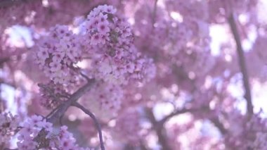 Kiraz Çiçeği Günışığı Dolly ve Pan Yumuşak Odaklanma İlkbahar sezonunda Japonya