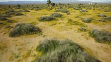 Joshua Tree Mojave Çöl Çekimi Çiçek Süper Çiçeği Kaliforniya ABD