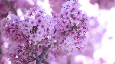 Kiraz Çiçeği Günışığı Dolly ve Pan Yumuşak Odaklanma İlkbahar sezonunda Japonya