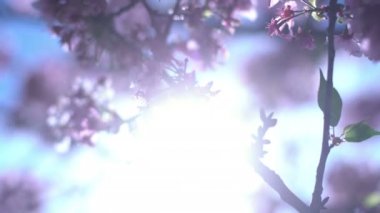 Kiraz Çiçeği Dolly ve Pan Yumuşak Odaklı Güneş Işığı İlkbahar sezonunda Japonya