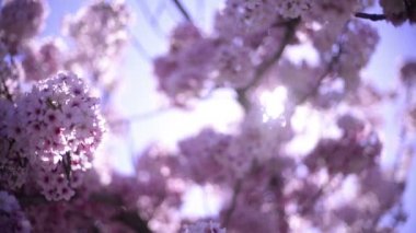Kiraz Çiçeği Günışığı Dolly ve Pan Yumuşak Odaklanma İlkbahar sezonunda Japonya