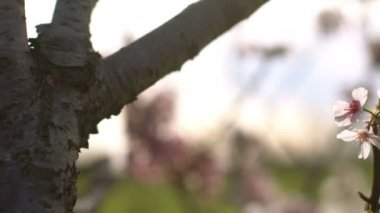 Kiraz Çiçeği Dolly ve Pan Yumuşak Odaklı Güneş Işığı İlkbahar sezonunda Japonya