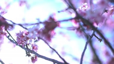 Kiraz Çiçeği Dolly ve Pan Yumuşak Odaklı Güneş Işığı İlkbahar sezonunda Japonya