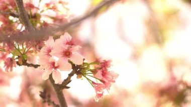 Kiraz Çiçeği Dolly ve Pan Yumuşak Odaklı Güneş Işığı İlkbahar sezonunda Japonya