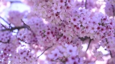 Kiraz Çiçeği Günışığı Dolly ve Pan Yumuşak Odaklanma İlkbahar sezonunda Japonya