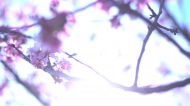 Kiraz Çiçeği Dolly ve Pan Yumuşak Odaklı Güneş Işığı İlkbahar sezonunda Japonya