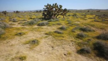 Joshua Tree Mojave Çöl Çekimi Çiçek Süper Çiçeği Kaliforniya ABD