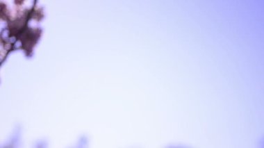 Kiraz Çiçeği Günışığı Dolly ve Pan Yumuşak Odaklanma İlkbahar sezonunda Japonya