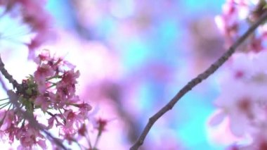 Kiraz Çiçeği Dolly ve Pan Yumuşak Odaklı Güneş Işığı İlkbahar sezonunda Japonya