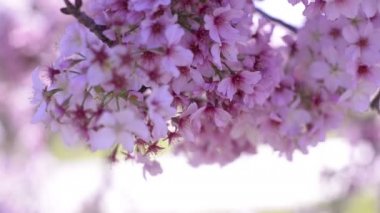 Kiraz Çiçeği Günışığı Dolly ve Pan Yumuşak Odaklanma İlkbahar sezonunda Japonya