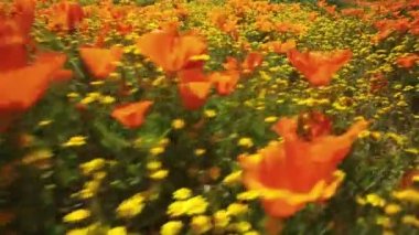 Çiçek Tarlası Böceğinin Göz Görünümü Poppy Süper Çiçek Kaliforniya 3 Eksen Gimbal Dengeleyici