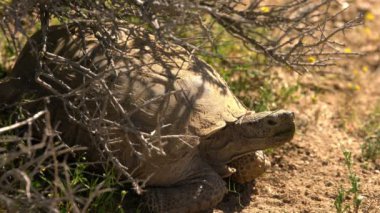 Vahşi Çöl Kaplumbağası Gopherus Agassizii Mojave Çölü Kaliforniya 'da