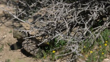 Vahşi Çöl Kaplumbağası Gopherus Agassizii Mojave Çölü Kaliforniya 'da