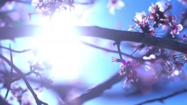 Kiraz Çiçeği Dolly ve Pan Yumuşak Odaklı Güneş Işığı İlkbahar sezonunda Japonya