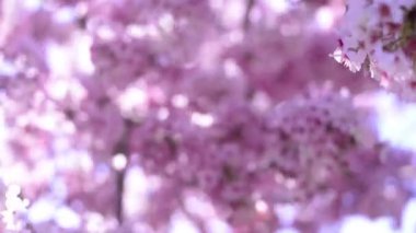 Kiraz Çiçeği Günışığı Dolly ve Pan Yumuşak Odaklanma İlkbahar sezonunda Japonya