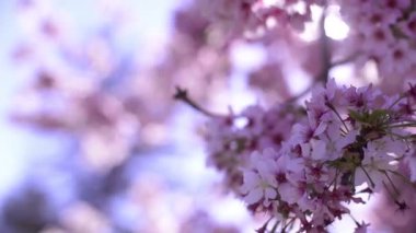 Kiraz Çiçeği Günışığı Dolly ve Pan Yumuşak Odaklanma İlkbahar sezonunda Japonya