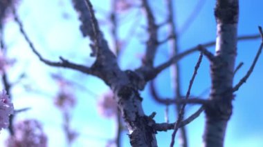 Kiraz Çiçeği Dolly ve Pan Yumuşak Odaklı Güneş Işığı İlkbahar sezonunda Japonya