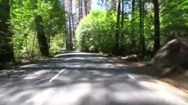 Yosemite Ulusal Parkı Şablon Vadisi 09 Ormanı Kaliforniya ABD