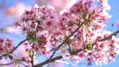 Kiraz Çiçeği Dolly ve Pan Yumuşak Odaklı Güneş Işığı İlkbahar sezonunda Japonya