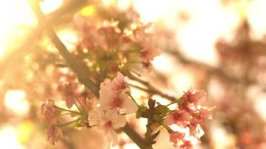 Kiraz Çiçeği Dolly ve Pan Yumuşak Odaklı Güneş Işığı İlkbahar sezonunda Japonya