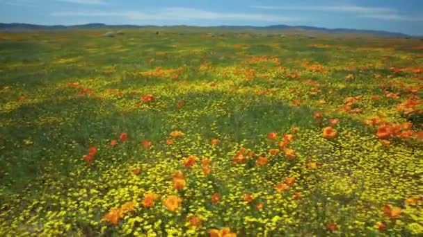 Fleur Champ Bug Eye View Coquelicot Super Bloom Californie Axe — Video
