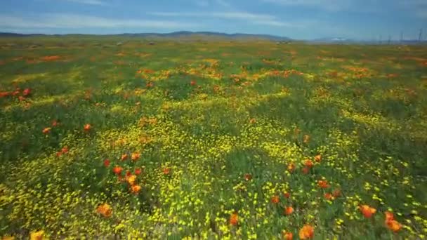 Flower Field Bug Eye View Poppy Super Bloom Καλιφόρνια Άξονας — Αρχείο Βίντεο