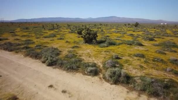 Joshua Tree Mojave Desierto Plano Aéreo Flor Super Bloom California — Vídeo de stock