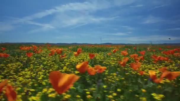 Flower Field Bug Eye View Poppy Super Bloom California Axis — стоковое видео