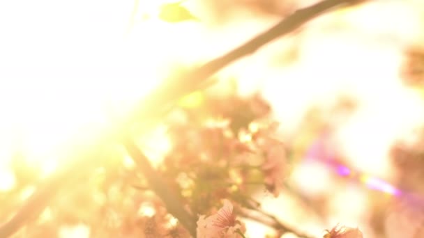 Muñeca Flor Cerezo Luz Solar Pan Soft Focus Primavera Japón — Vídeos de Stock