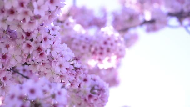 Cherry Blossom Sunlight Dolly Pan Soft Focus Temporada Primavera Japão — Vídeo de Stock