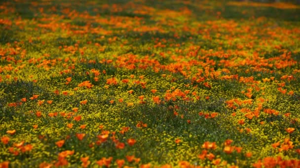 Flores Amapola Super Bloom Antelope Valley California — Vídeo de stock