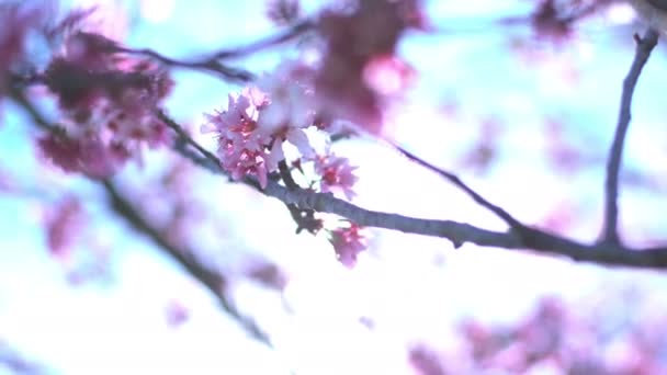 春季日本的樱花 多丽和潘软聚光 — 图库视频影像