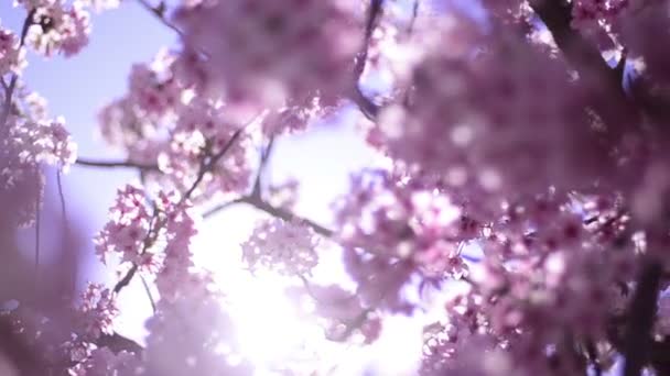 Cherry Blossom Sunlight Dolly Pan Soft Focus Spring Season Japan — Stok Video